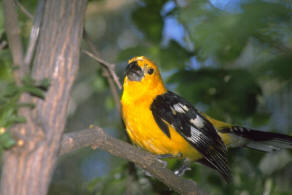 Birding in the Southwest